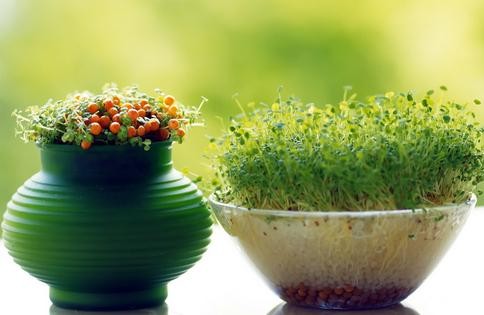 金視覺(jué)裝飾設(shè)計(jì)植物風(fēng)水大全