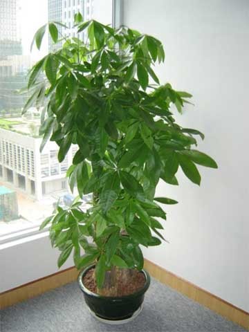 董事長辦公室綠植該怎樣擺放設(shè)計