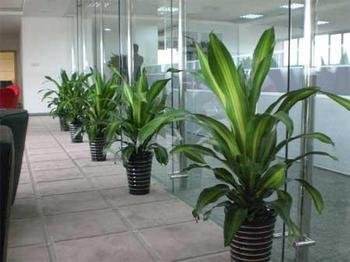 北京總經(jīng)理辦公室綠植該怎樣擺放設(shè)計？